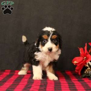 Oliviana, Mini Bernedoodle Puppy